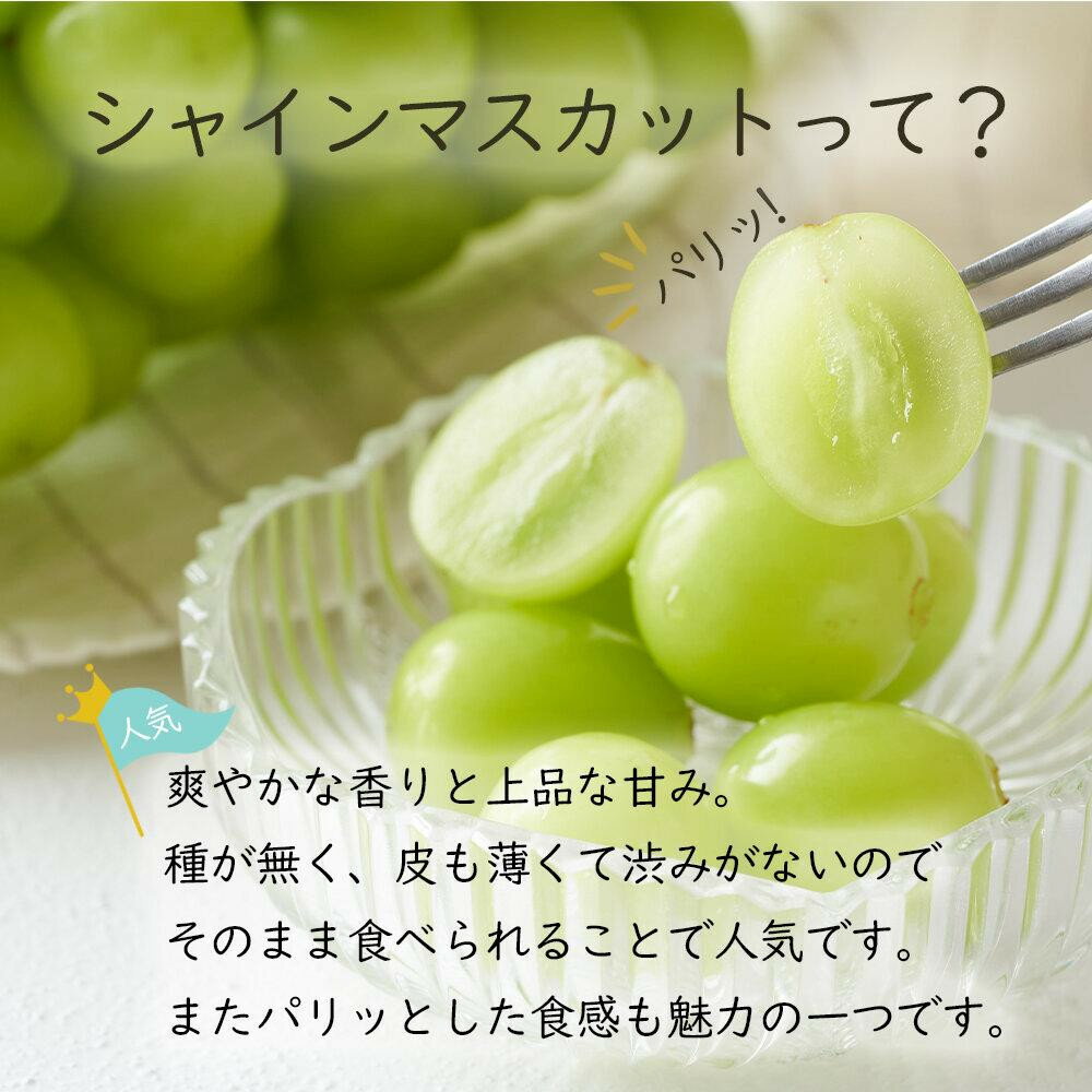 【ふるさと納税】岡山県産 ぶどう 2026年発送 ご家庭用 シャインマスカット 晴王 約400g×1房 ブドウ フルーツ 果物 サムネイル2