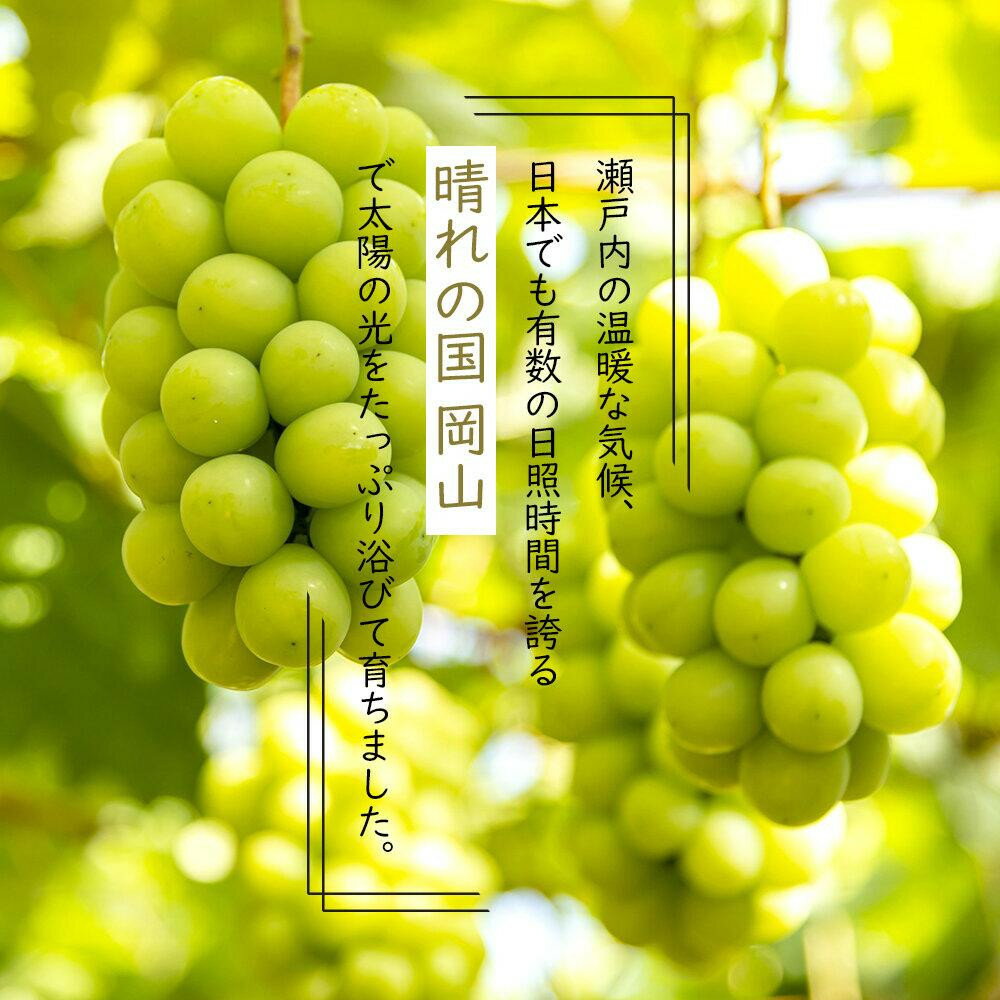 【ふるさと納税】岡山県産 ぶどう 2026年発送 ご家庭用 シャインマスカット 晴王 約400g×1房 ブドウ フルーツ 果物 サムネイル3