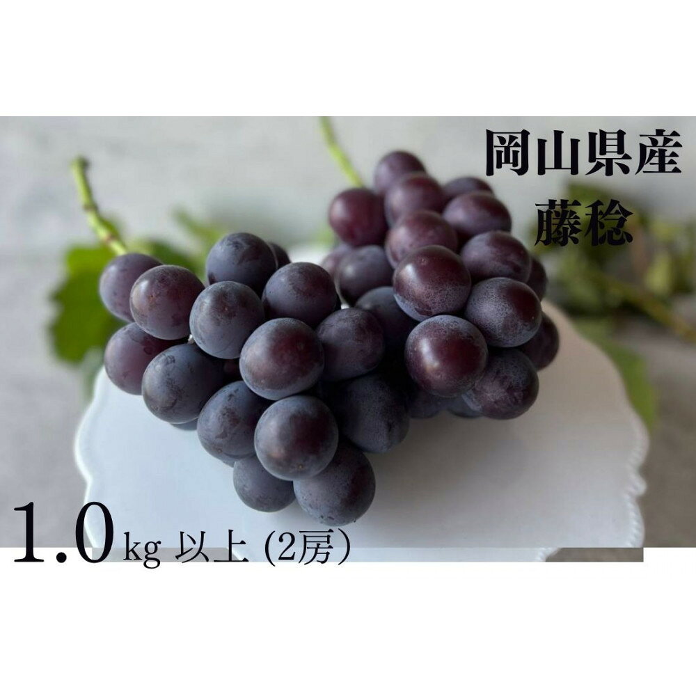厳選 藤稔 1.0kg以上 2房 朝採れ ぶどう 葡萄 Kawahara Green Farm　岡山県産　2026年