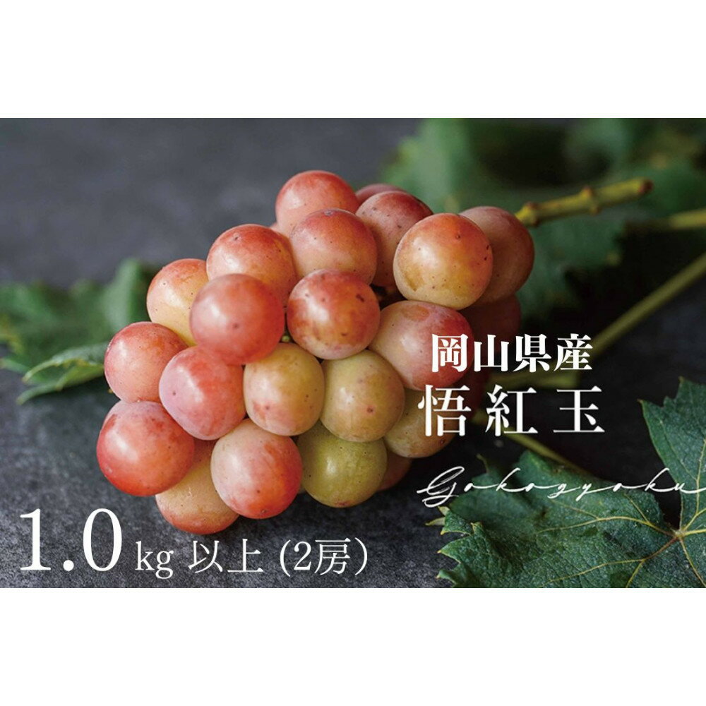 厳選　悟紅玉 旧ゴルビー 1.0kg以上 2房 朝採れ ぶどう 葡萄 Kawahara Green Farm　岡山県産　2026年