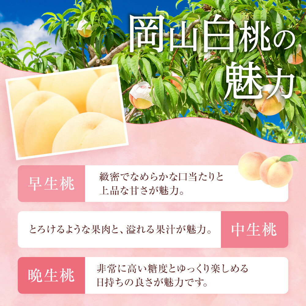 【ふるさと納税】桃 2026年 ご家庭用 岡山 白桃 選べる内容量 約2kg（5～10玉)・約1.4kg（4～6玉） | もも フルーツ 果物 くだもの 食品 人気 おすすめ 送料無料 岡山県 岡山市産 - 画像3