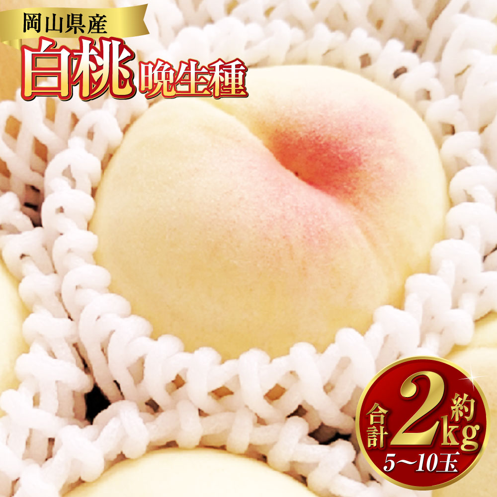 白桃 約2kg（5～10玉） 晩生種 もも モモ 岡山県 倉敷市 産 国産 フルーツ 果物 ギフト 花田青果　果物・もも・桃・フルーツ　【2026年7月下旬～9月下旬迄順次発送予定】 11000円 1万1000円