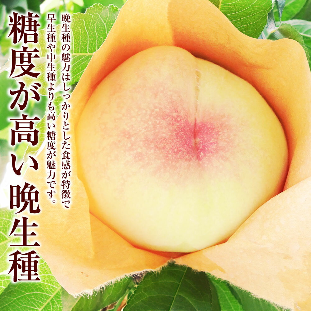 【ふるさと納税】白桃 約2kg（5～10玉） 晩生種 もも モモ 岡山県 倉敷市 産 国産 フルーツ 果物 ギフト 花田青果　果物・もも・桃・フルーツ　【2026年7月下旬～9月下旬迄順次発送予定】 11000円 1万1000円 - 画像3
