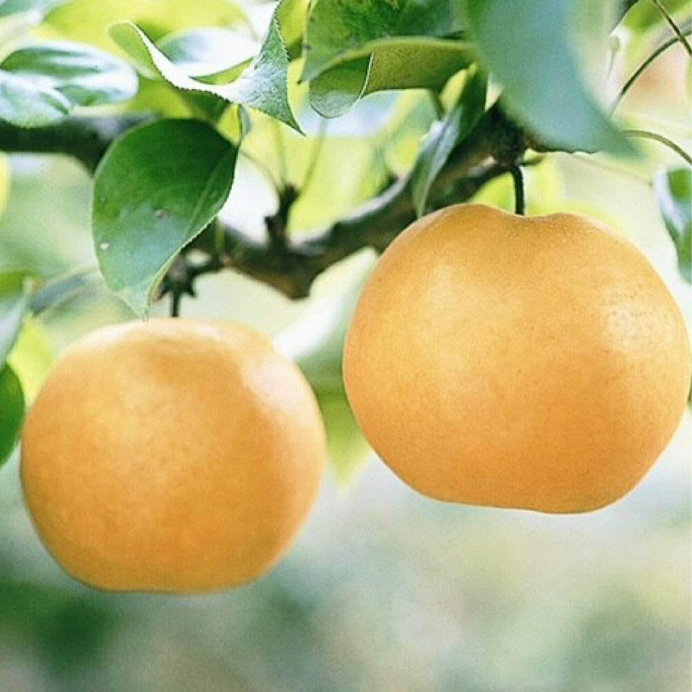 梨 2025年 先行予約 あたご梨 ＜選べる内容量＞ 3～6玉（約4kg）・2玉（約1.7kg） 化粧箱入り なし ナシ 岡山県産 国産 フルーツ 果物 ギフト 岡山県 倉敷市 送料無料 【2025年11月下旬～12月下旬 発送予定】