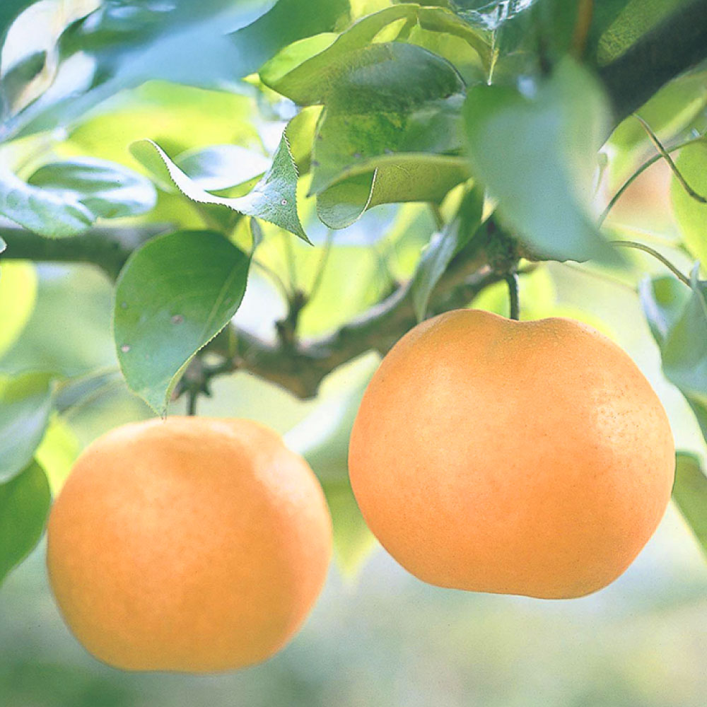 《先行予約》梨 あたご梨 青秀以上 ＜選べる内容量＞ 2玉（1.4kg）・3～6玉（約4kg） 化粧箱入り フルーツ 果物 くだもの 果実 岡山県 倉敷市 送料無料 【2025年11月下旬～12月上旬 発送予定】