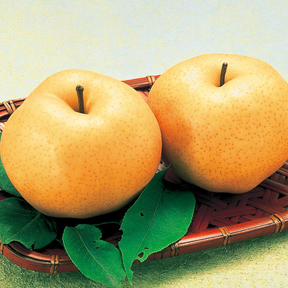 【ふるさと納税】《先行予約》梨 あたご梨 青秀以上 ＜選べる内容量＞ 2玉（1.4kg）・3～6玉（約4kg） 化粧箱入り フルーツ 果物 くだもの 果実 岡山県 倉敷市 送料無料 【2025年11月下旬～12月上旬 発送予定】 サムネイル3