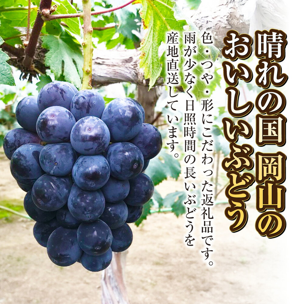 【ふるさと納税】＜選べる容量＞ぶどう 2026年 先行予約 ニュー ピオーネ 1～2房（1房500g～650g前後） 産地直送 ブドウ 葡萄 岡山県産 国産 フルーツ 果物 ギフト たけまさぶどう園　果物・ぶどう・フルーツ【2026年7月下旬～9月下旬 発送予定】 サムネイル2