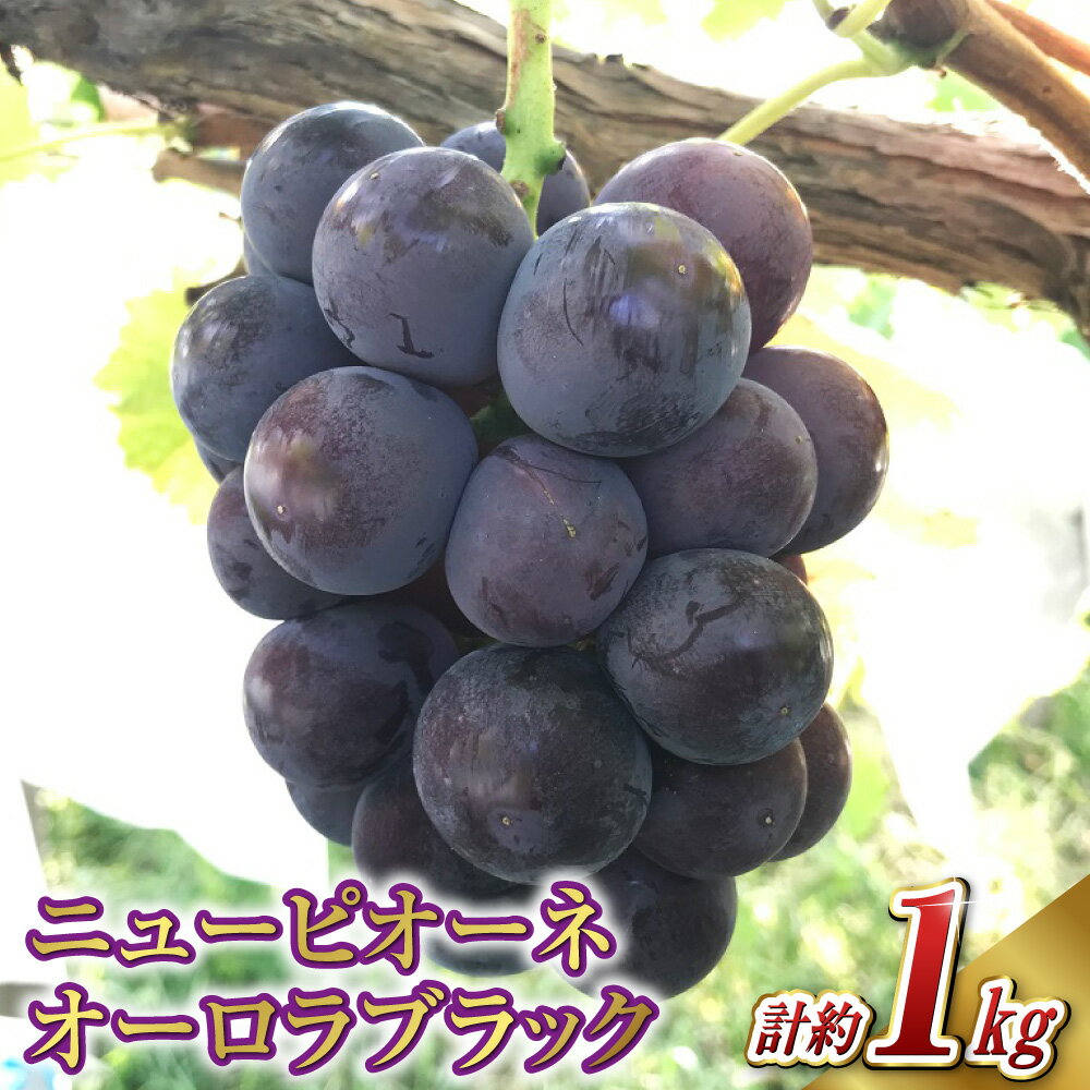 ぶどう 2026年 先行予約 ニュー ピオーネ 1房と オーロラブラック 1房（1房500g前後） 産地直送 ブドウ 葡萄 岡山県産 国産 フルーツ 果物 ギフト たけまさぶどう園　果物・ぶどう・フルーツ【2026年8月下旬～9月下旬 発送予定】