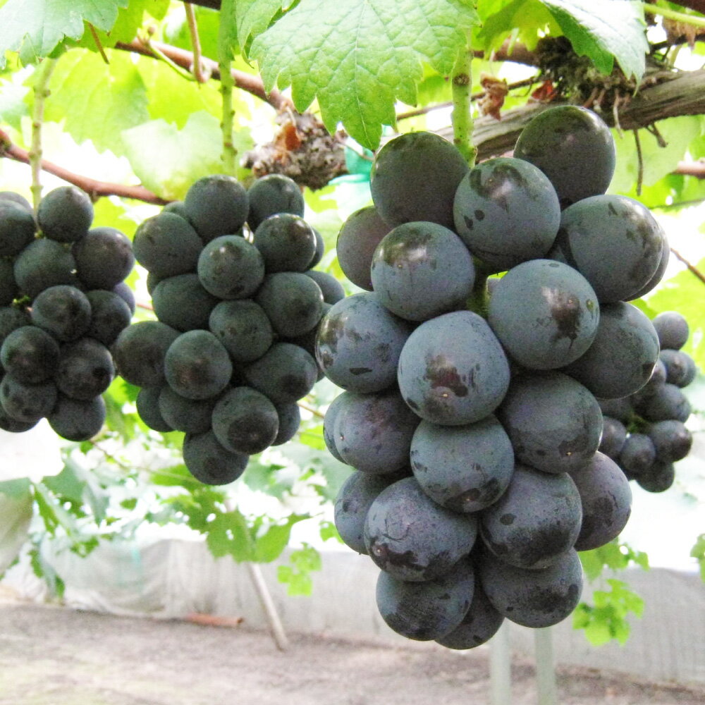 【ふるさと納税】 ぶどう 2026年 先行予約 ニュー ピオーネ 1房と オーロラブラック 1房（1房500g前後） 産地直送 ブドウ 葡萄 岡山県産 国産 フルーツ 果物 ギフト たけまさぶどう園　果物・ぶどう・フルーツ【2026年8月下旬～9月下旬 発送予定】 サムネイル3