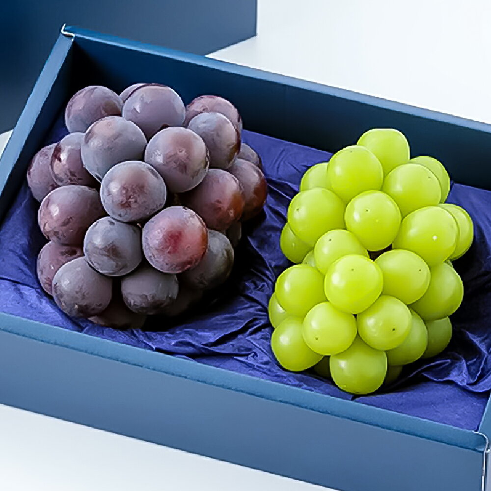 ニューピオーネ・シャインマスカット 1房500g前後 各1房 計2房 化粧箱入り ぶどう ブドウ 葡萄 くだもの 果物 果実 フルーツ ギフト 贈答 贈り物 冷蔵 岡山県産 国産 岡山県 倉敷市 送料無料 【2026年8月下旬～2026年10月上旬迄順次発送予定】