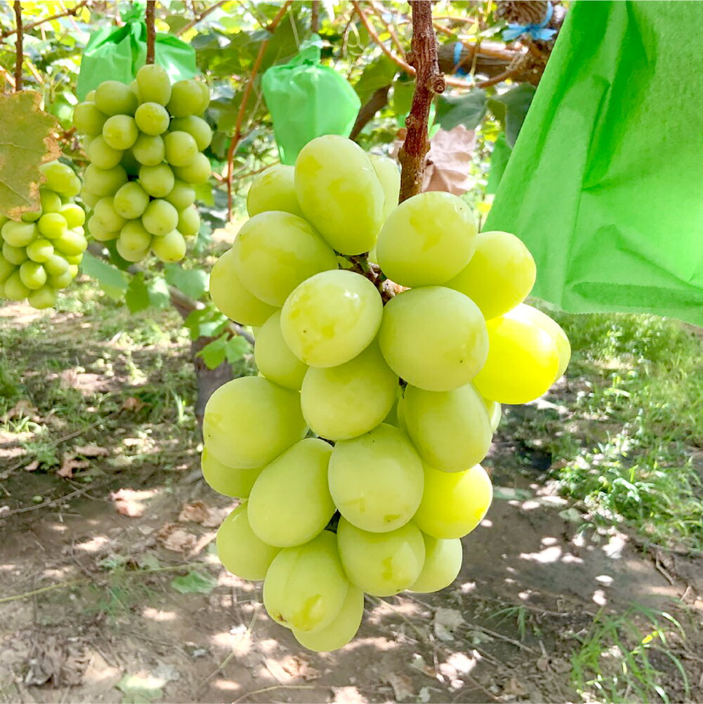 【ふるさと納税】ぶどうの宝石箱（シャインマスカットとニューピオーネ又はオーロラブラック） 36粒（1粒14g以上） 1箱 贈答用 ぶどう ブドウ 葡萄 くだもの 果物 果実 フルーツ ギフト 冷蔵 国産 岡山県産 倉敷市 送料無料 【2026年8月下旬～2026年9月下旬迄順次発送予定】 サムネイル3