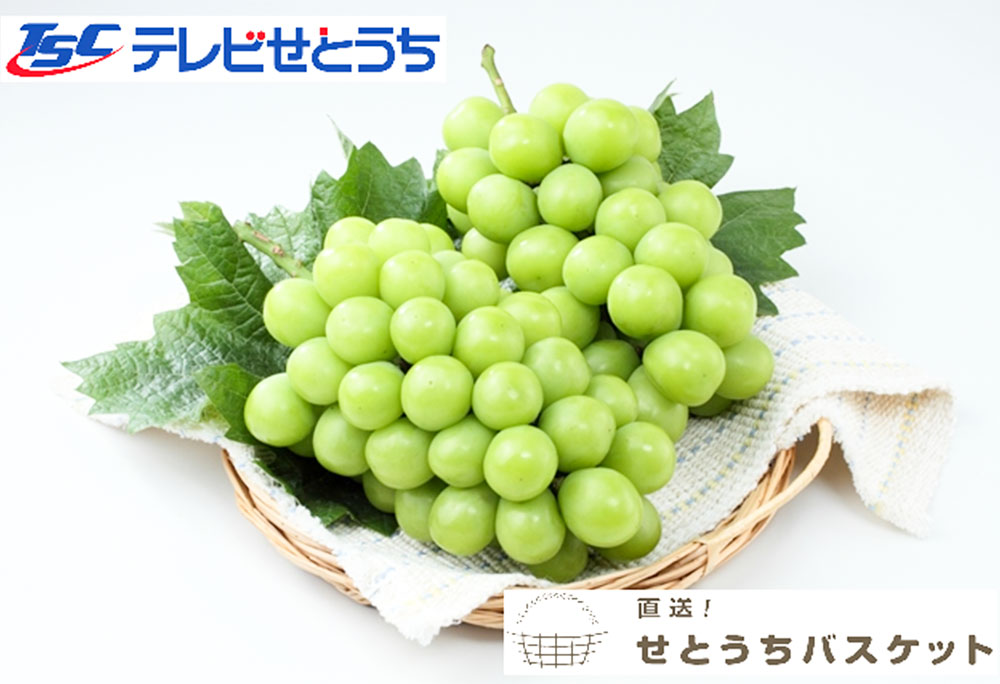 【ふるさと納税】ご家庭用 シャイン マスカット 2～3房 約1.2kg ブドウ 葡萄 岡山県産 国産 フルーツ 果物 直送！せとうちバスケット 倉敷市 2025年 先行予約 【2026年9月上旬～10月下旬 発送予定】 サムネイル2