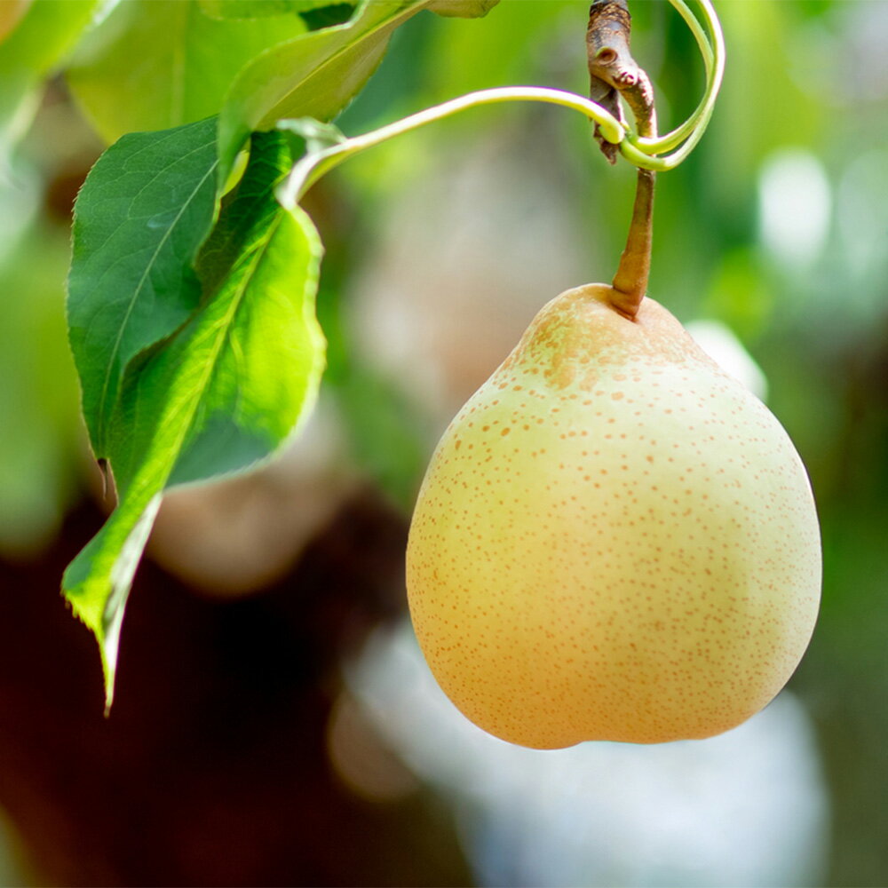 【ふるさと納税】梨 2025年 先行予約 備前乙女梨（鴨梨） 合計約2kg（3～4玉）・合計約3kg（5～6玉）・合計約4kg（6～9玉） ナシ なし 岡山県産 ギフト 石原果樹園 ＜選べる内容量＞ 冷蔵庫 贈答用【2025年11月下旬～12月下旬迄発送予定】 サムネイル2