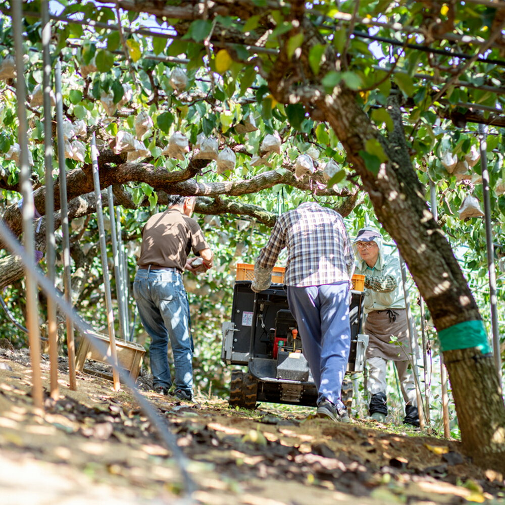 【ふるさと納税】鴨梨（ヤーリー） 合計約4kg（6～13玉） 家庭用 梨 なし ナシ くだもの 果物 果実 フルーツ 岡山県産 国産 岡山県 倉敷市 送料無料 【2025年11月下旬～12月下旬迄順次発送予定】 サムネイル3