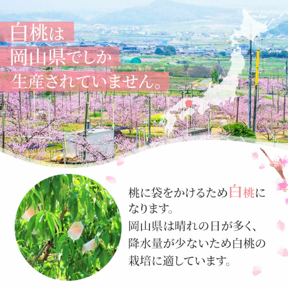【ふるさと納税】桃 2025年 先行予約 岡山 白桃 ロイヤル ＜選べる内容量＞ 計約900g / 計約1.5kg / 合計約2kg / 合計約4kg もも モモ 岡山県産 国産 フルーツ 果物 ギフト 橋田商店　 岡山の白桃 芳醇な香り 上品な甘み 柔らかい 【2026年7月上旬～8月下旬 発送予定】 サムネイル3