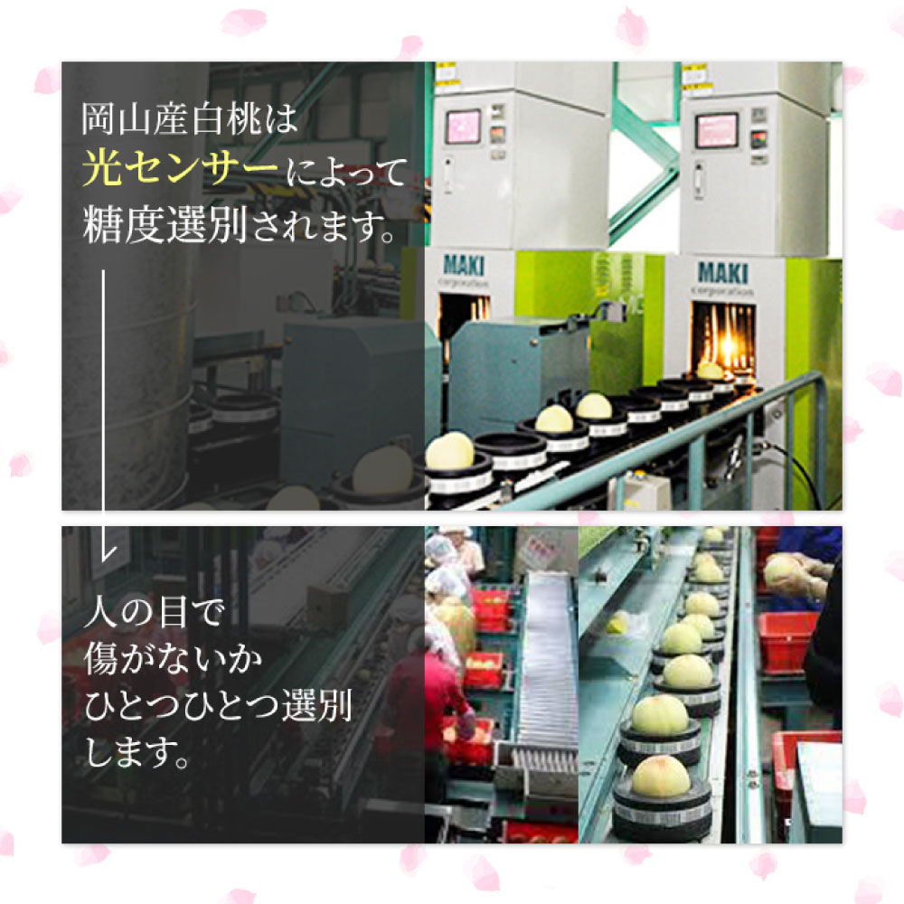 【ふるさと納税】桃 2025年 先行予約 岡山 白桃 キング・エース 約4kg 8～15玉入り もも モモ 岡山県産 国産 フルーツ 果物 ギフト 橋田商店　 岡山の白桃 芳醇な香り 上品な甘み 柔らかい 果汁が多い 【2026年7月上旬～8月下旬 発送予定】 サムネイル3