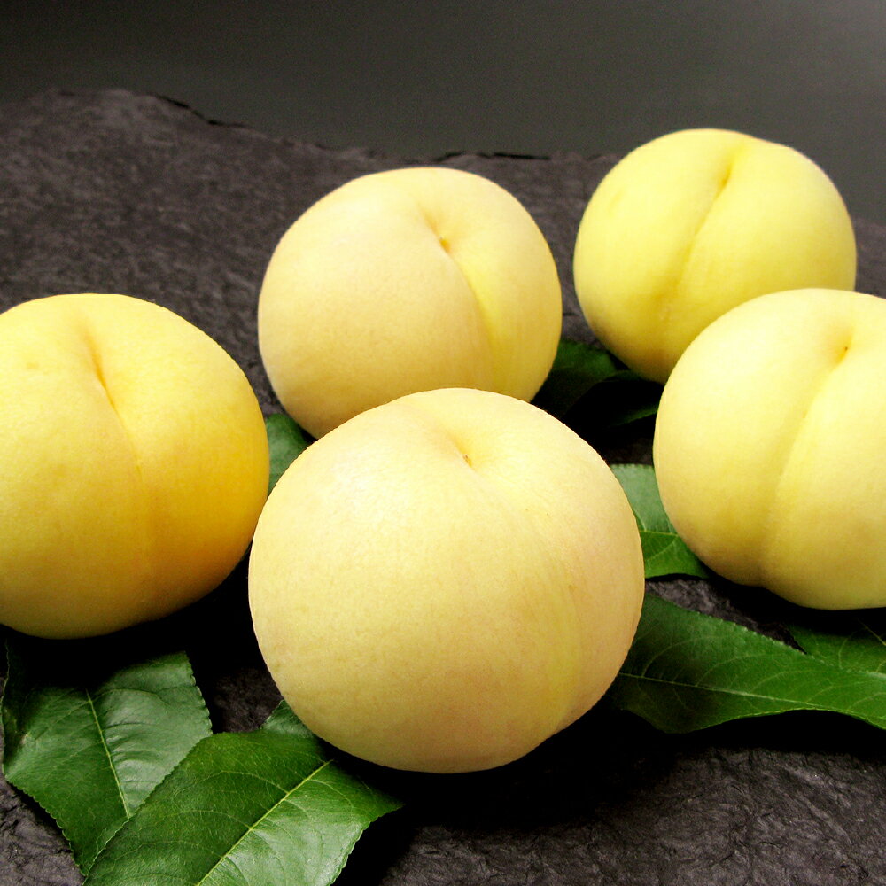 岡山 清水白桃 5～7玉（合計1.5kg以上） 白桃 桃 もも モモ フルーツ 果物 果実 くだもの 有袋栽培 冷蔵 岡山県産 国産 岡山県 倉敷市 送料無料 【2026年7月上旬～7月下旬迄順次発送予定】