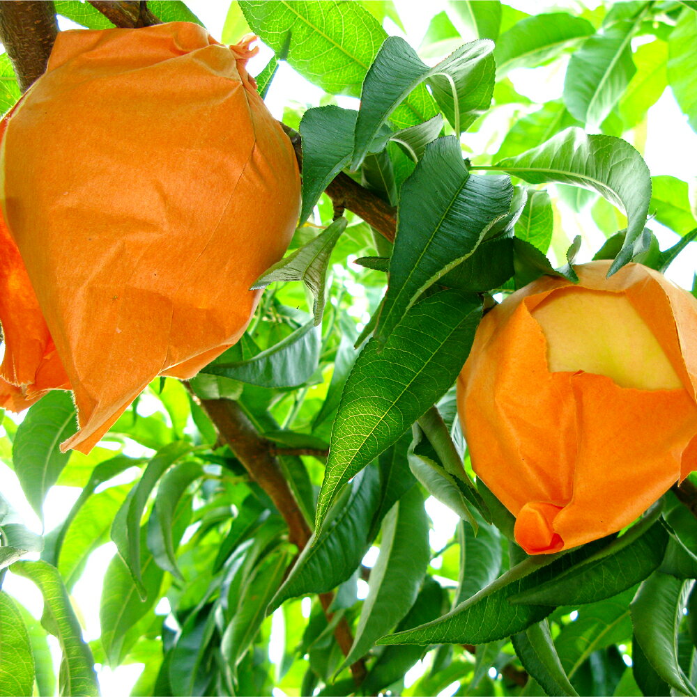 【ふるさと納税】岡山 清水白桃 5～7玉（合計1.5kg以上） 白桃 桃 もも モモ フルーツ 果物 果実 くだもの 有袋栽培 冷蔵 岡山県産 国産 岡山県 倉敷市 送料無料 【2026年7月上旬～7月下旬迄順次発送予定】 サムネイル2