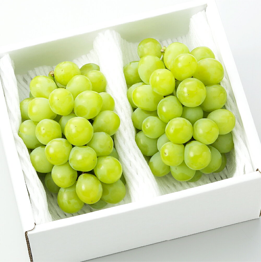 【ふるさと納税】マスカット・オブ・アレキサンドリア 2～3房（合計1.0kg以上） ぶどう ブドウ 葡萄 フルーツ 果物 果実 くだもの ギフト 贈答 冷蔵 岡山県産 国産 岡山県 倉敷市 送料無料 【2026年8月下旬～9月下旬迄順次発送予定】 サムネイル2