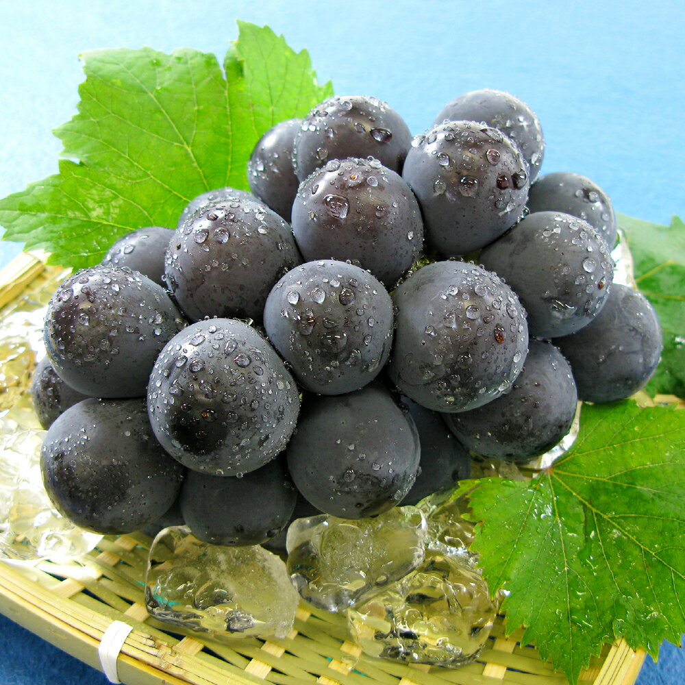 ニューピオーネ 1房（600g以上） ぶどう 先行予約 葡萄 ブドウ 大粒 フルーツ 果物 果実 くだもの 冷蔵 岡山県産 国産 岡山県 倉敷市 送料無料 【2026年8月下旬～9月下旬迄順次発送予定】