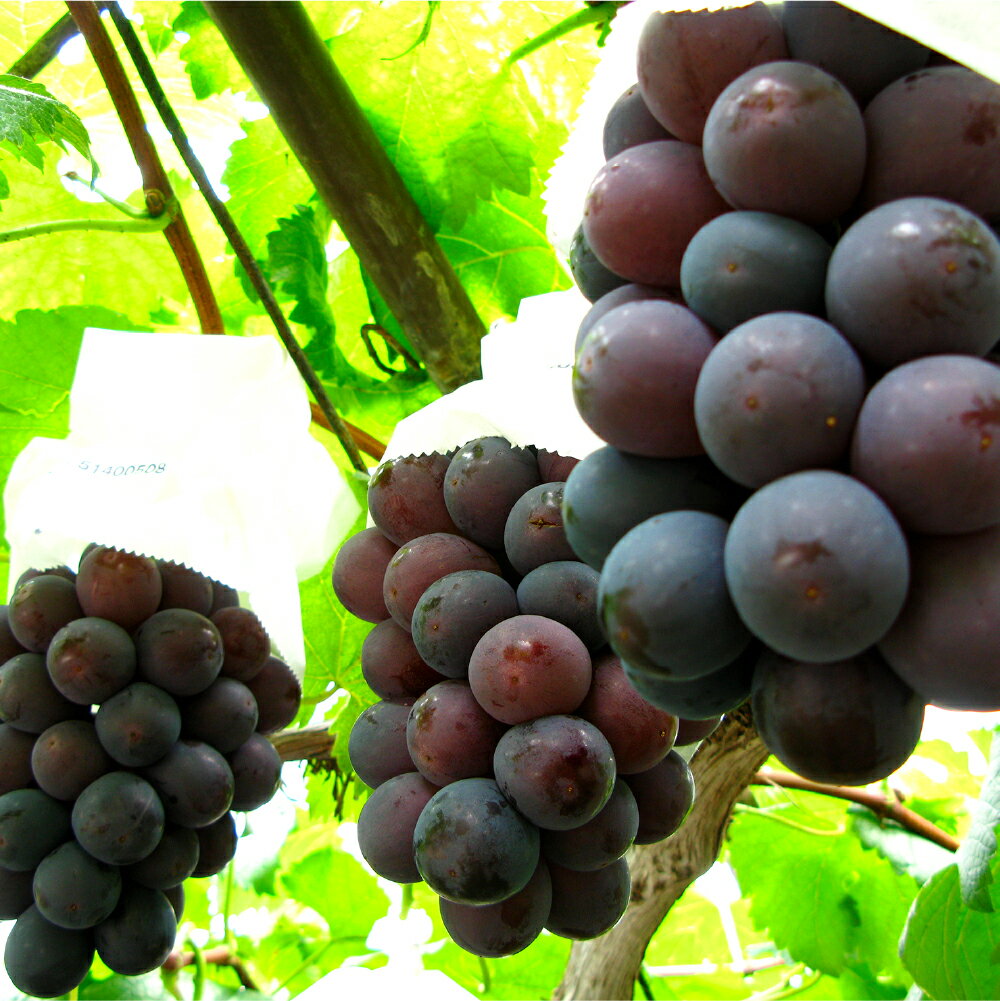 【ふるさと納税】 ニューピオーネ 1房（600g以上） ぶどう 先行予約 葡萄 ブドウ 大粒 フルーツ 果物 果実 くだもの 冷蔵 岡山県産 国産 岡山県 倉敷市 送料無料 【2026年8月下旬～9月下旬迄順次発送予定】 サムネイル2