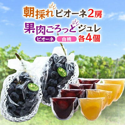 【2026年度発送分】朝採れ新鮮ピオーネ2房&ピオーネと白桃果肉ごろっとジュレセット_ ピオーネ ジュレ セット ふるさと納税 桃 もも モモ ぶどう 葡萄 ブドウ 果物 フルーツ くだもの ゼリー 岡山【配送不可地域：離島・北海道・沖縄県】【1030625】