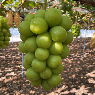 【ふるさと納税】【2025年10月より発送】大粒ぶどう3種セット2kg シャインマスカット ピオーネ クイーンニーナ_ シャインマスカット ぶどう 葡萄 ブドウ マスカット 種無し 大粒 3種 セット 果物 フルーツ くだもの 岡山県 津山市 甘い 産直 産地直送 送料無料 【1244621】 サムネイル2