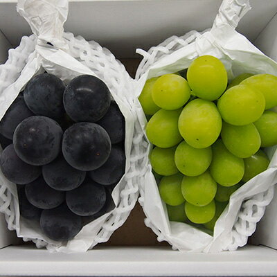 【ふるさと納税】【2025年10月より発送】大粒ぶどう2種セット　シャインマスカットほか 2房 約1.2kg_ シャインマスカット ふるさと納税 ぶどう 葡萄 ブドウ マスカット 2種 セット 食べ比べ 果物 フルーツ くだもの 岡山県 津山市 ギフト 産直 産地直送 送料無料 【1244629】 サムネイル2