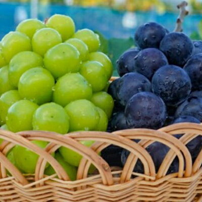 【ふるさと納税】【2025年10月より発送】大粒ぶどう2種セット　シャインマスカットほか 2房 約1.2kg_ シャインマスカット ふるさと納税 ぶどう 葡萄 ブドウ マスカット 2種 セット 食べ比べ 果物 フルーツ くだもの 岡山県 津山市 ギフト 産直 産地直送 送料無料 【1244629】 サムネイル3