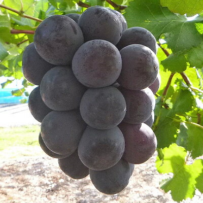 【ふるさと納税】【2025年10月より発送】訳あり大粒ぶどう3種セット(シャインマスカット・ピオーネ等3種おまかせ)_ ふるさと納税 ぶどう 葡萄 ブドウ 果物 フルーツ くだもの デザート おやつ 訳あり 家庭用 大粒 おまかせ 3種 セット 岡山県 津山市 送料無料 【1244678】 サムネイル3