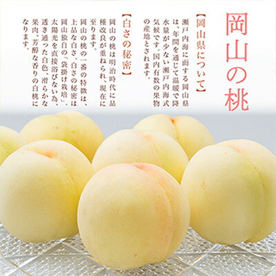 【ふるさと納税】【先行予約】岡山県産　白桃6玉(1.6kg以上)　化粧箱入り_ 白桃 桃 もも 岡山白桃 1.6kg 6玉 果物 フルーツ 贈答 ギフト 人気 岡山県 津山市 送料無料 【配送不可地域：離島・北海道・沖縄県】【1281362】 サムネイル3