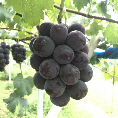 新鮮・朝採り後即出荷!　岡山県　吉備高原産ニューピオーネ　1房入り(700g以上)贈答品_ 種なしぶどう 濃厚フルーツ 朝採れ直送 秋ギフト シャインマスカット代替 岡山県 津山市 果物 くだもの フルーツ 送料無料 人気 【1299810】