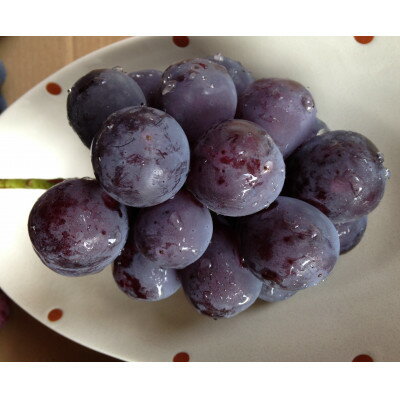 【ふるさと納税】新鮮・朝採り後即出荷!　岡山県　吉備高原産ニューピオーネ　1房入り(700g以上)贈答品_ 種なしぶどう 濃厚フルーツ 朝採れ直送 秋ギフト シャインマスカット代替 岡山県 津山市 果物 くだもの フルーツ 送料無料 人気 【1299810】 サムネイル2