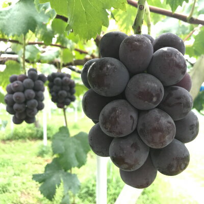 【ふるさと納税】新鮮・朝採り後即出荷!　岡山県　吉備高原産ニューピオーネ　2kg箱(3～4房入)ご贈答品_ ピオーネ ふるさと納税 ぶどう 葡萄 ブドウ 種なしぶどう 濃厚フルーツ 朝採れ直送 秋ギフト シャインマスカット代替 岡山県 津山市 贈答 【1299812】 サムネイル2