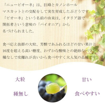 【ふるさと納税】【2026年6月下旬より順次発送】岡山県産 ニューピオーネ 500g×2房_ ぶどう 葡萄 ブドウ 果物 フルーツ 岡山県 津山市 【配送不可地域：離島・北海道・沖縄県】【1308144】 サムネイル2