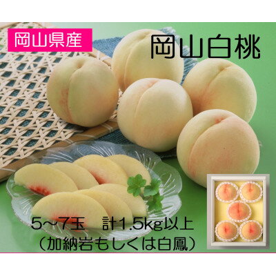 ◆先行予約◆　岡山県産　岡山白桃5～7玉(1)　2026年発送_ 桃 もも モモ 岡山白桃 白桃 果汁たっぷり 高級フルーツ 夏 秋 果物 くだもの フルーツ ギフト プレゼント 岡山県 津山市 産地直送 送料無料 【配送不可地域：離島・北海道・沖縄県】【1349774】