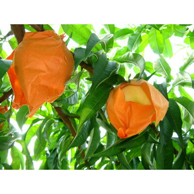 【ふるさと納税】◆先行予約◆　岡山白桃とシャインマスカット　2026年発送_ 岡山白桃 果汁たっぷり 高級フルーツ 夏 秋 ギフト シャインマスカット ぶどう 岡山県 津山市 産直 産地直送 送料無料 人気 おすすめ 【配送不可地域：離島・北海道・沖縄県】【1349778】 サムネイル3