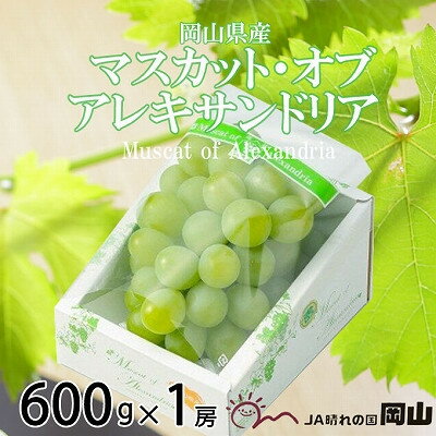 【2026年6月下旬より順次発送】岡山県産 マスカット・オブ・アレキサンドリア 600g×1房_ ぶどう 葡萄 ブドウ 果物 フルーツ 岡山県 津山市 【配送不可地域：離島・北海道・沖縄県】【1362223】