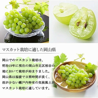 【ふるさと納税】【2026年6月下旬より順次発送】岡山県産 マスカット・オブ・アレキサンドリア 600g×1房_ ぶどう 葡萄 ブドウ 果物 フルーツ 岡山県 津山市 【配送不可地域：離島・北海道・沖縄県】【1362223】 サムネイル3