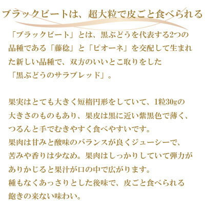 【ふるさと納税】【先行予約】岡山県産　ブラックビート　2kg(3房～6房)_ ぶどう ブラックビート 葡萄 ブドウ 黒ぶどう 果物 くだもの フルーツ 大粒 岡山県 津山市 ギフト プレゼント 産直 産地直送 送料無料 【配送不可地域：離島・北海道・沖縄県】【1400519】 サムネイル2