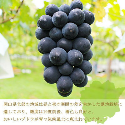 【ふるさと納税】【先行予約】岡山県産　ブラックビート　400g×2房_ ぶどう 葡萄 ブドウ ブラックビート 果物 くだもの フルーツ デザート 産直 産地直送 岡山県 津山市 贈答 ギフト プレゼント 家庭用 送料無料 【配送不可地域：離島・北海道・沖縄県】【1400525】 サムネイル3