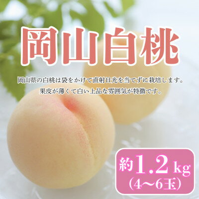 【2026年発送】【8月発送】岡山白桃　約1.2kg(4～6玉)【配送不可地域：離島・北海道・沖縄県】【1407727】