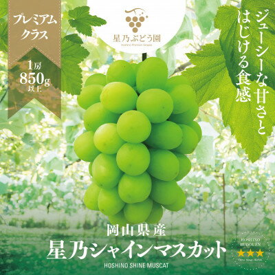 【三つ星ブランド】星乃シャインマスカット プレミアムクラス(岡山県産) 1房×850g以上_ ぶどう 葡萄 ブドウ 果物 フルーツ くだもの 岡山県 津山市 人気 おすすめ 送料無料 贈答 ギフト 【配送不可地域：離島・北海道・沖縄県】【1418920】
