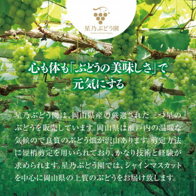 【ふるさと納税】【三つ星ブランド】星乃シャインマスカット プレミアムクラス(岡山県産) 1房×850g以上_ ぶどう 葡萄 ブドウ 果物 フルーツ くだもの 岡山県 津山市 人気 おすすめ 送料無料 贈答 ギフト 【配送不可地域：離島・北海道・沖縄県】【1418920】 サムネイル3