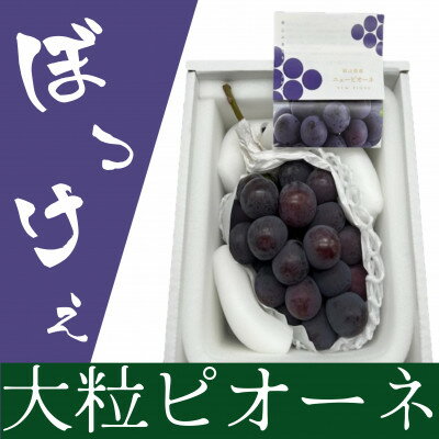 【先行予約】岡山県産 ぼっけえ大粒ニューピオーネ1房(800g以上) 化粧箱入り_ ニューピオーネ ぶどう 葡萄 ブドウ 大粒 岡山県産 フルーツ 果物 くだもの 化粧箱 ギフト プレゼント 岡山県 津山市【配送不可地域：離島・北海道・沖縄県】【1499102】