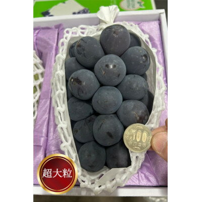 【ふるさと納税】【先行予約】岡山県産 ぼっけえ大粒ニューピオーネ1房(800g以上) 化粧箱入り_ ニューピオーネ ぶどう 葡萄 ブドウ 大粒 岡山県産 フルーツ 果物 くだもの 化粧箱 ギフト プレゼント 岡山県 津山市【配送不可地域：離島・北海道・沖縄県】【1499102】 サムネイル2