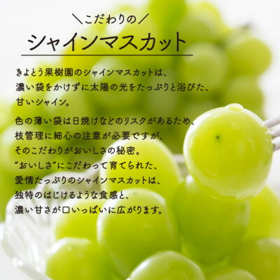 【ふるさと納税】【きよとうファーム】シャインマスカット 大2房入/計1.3kg~(岡山県産)【配送不可地域：離島】【1548991】 サムネイル3