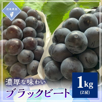 【先行予約 2026年発送】岡山県産　アントシアニン豊富な　ブラックビート　2房(合計約1kg)_ ぶどう 葡萄 ブドウ 果物 フルーツ 岡山県 津山市 くだもの 人気 おすすめ 送料無料 贈答 ギフト 【配送不可地域：離島】【1562213】