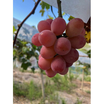 【ふるさと納税】【先行予約 2026年発送】岡山県産　クイーンニーナ 2房 合計約900g【配送不可地域：離島】【1562286】 サムネイル2