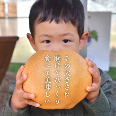 【ふるさと納税】【2025年発送】あたご梨 ご家庭用/約5kg(岡山県産) お歳暮 和梨 冬の果物_ 梨 ふるさと納税 なし ナシ 愛宕梨 あたご梨 甘い 果物 フルーツ くだもの デザート 岡山県 津山市 約5kg 国産 産直 産地直送 家庭用 ギフト プレゼント 【1566274】 サムネイル2